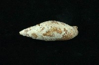 藏品(帝王筆螺)的圖片